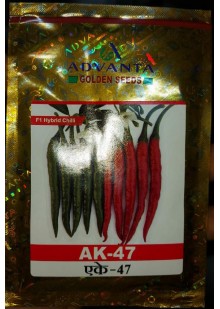  AK 47 Chilli